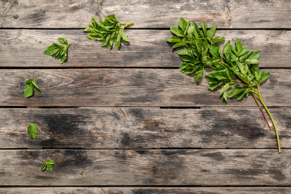 Gut Health Beyond The Marketing: The Short Version