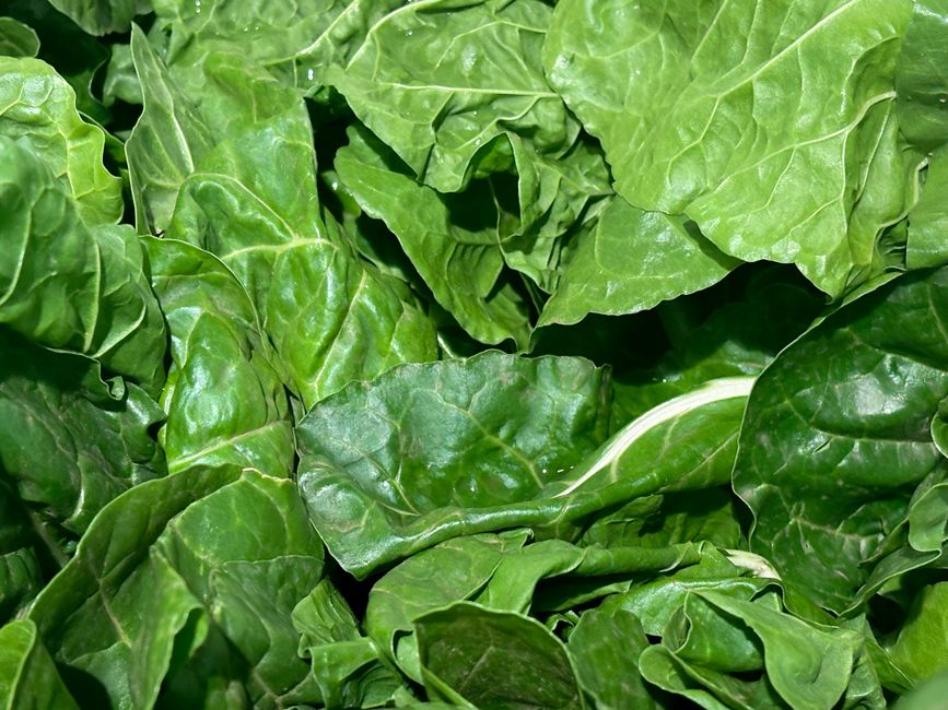 Iron, B12 And The Nutrients Worth Testing: What Not to Do
