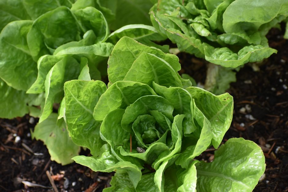 The Truth About Iron, B12 And The Nutrients Worth Testing