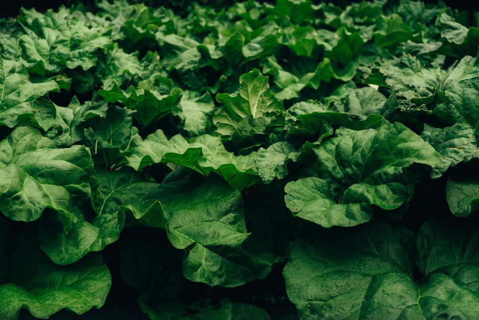 When A Supplement Is Not The Answer Without the Guesswork, Explained Simply