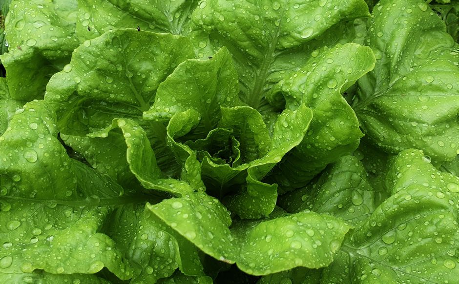 Where to Begin With Metabolism: What It Is And What It Is Not, for Real Life
